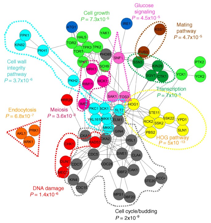 图6 基于靶标重叠的激酶功能聚类网络