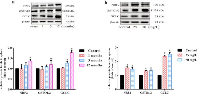 慢性砷暴露上调脾脏NRF2及其下游靶点表达