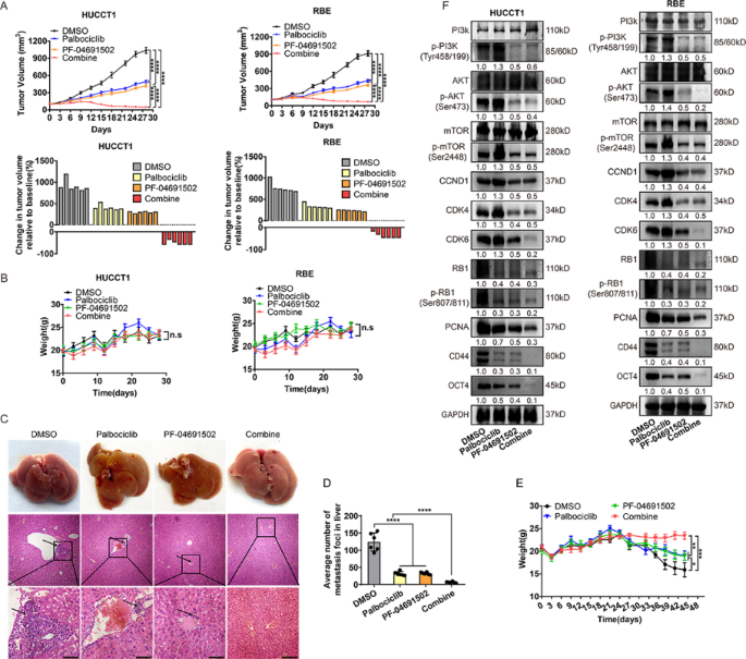 Fig.7 联合治疗的体内效果验证