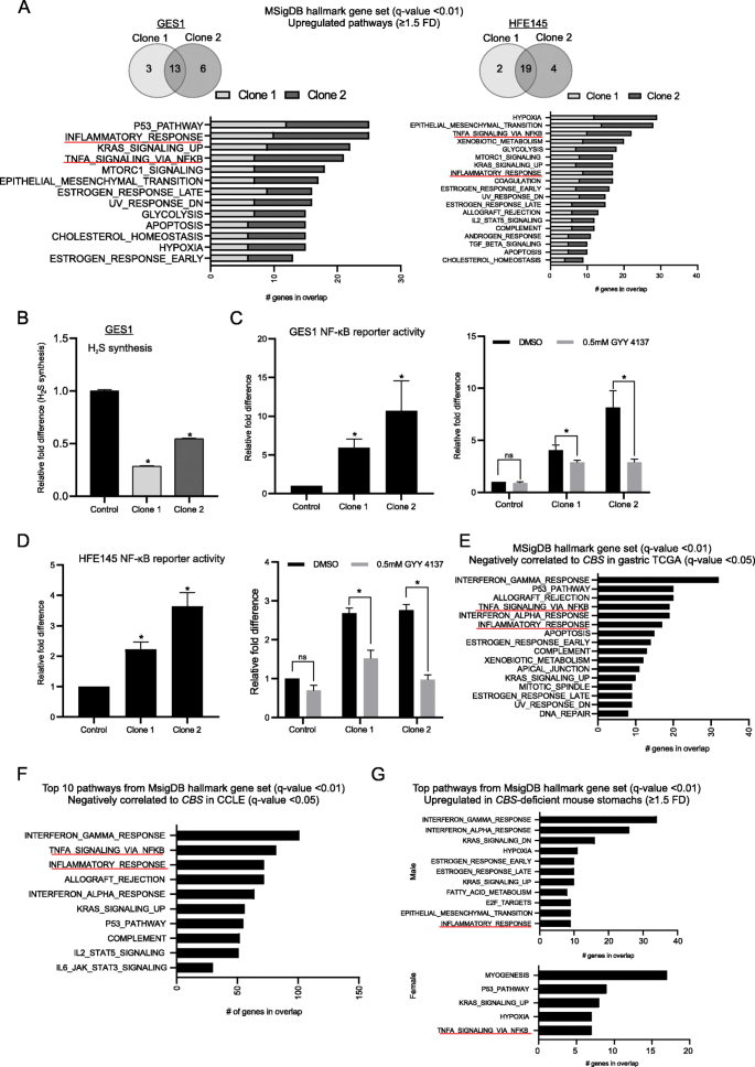 图5 CBS缺失通过下调H₂S激活NF-κB炎症通路