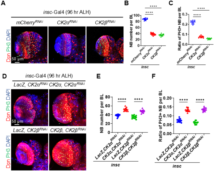 图1 酪蛋白激酶2敲低导致果蝇幼虫期成神经细胞数量减少、增殖能力下降