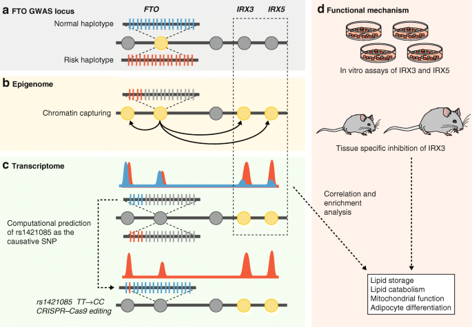 FTO位点多组学整合解析框架图