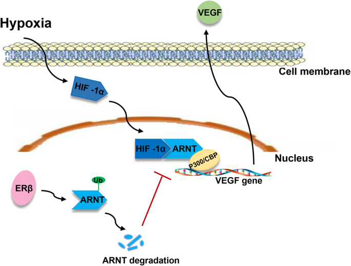 ERβ通过减少HIF-1α/ARNT复合物降低VEGF转录