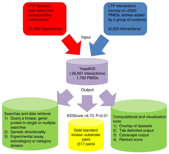 图1 酵母KID数据库的信息组织与分析工具