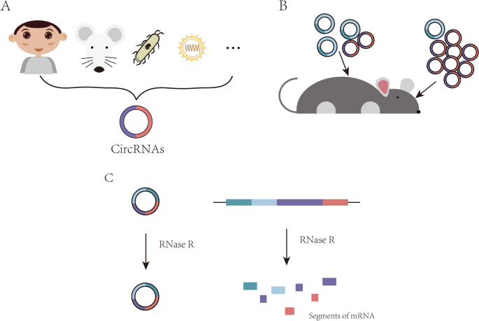 图2 环状RNA的核心特征