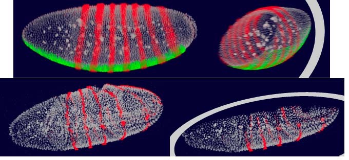 Figure 5：果蝇胚胎共聚焦显微镜图像的3D可视化，通过剪切平面展示内部基因表达模式