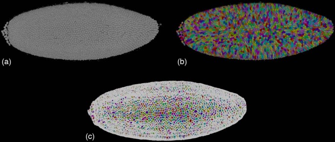 Figure 6：果蝇胚胎DNA通道的渲染与分割结果可视化，辅助分割算法的验证
