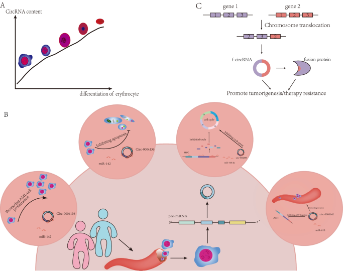 图4 环状RNA在血液系统中的作用