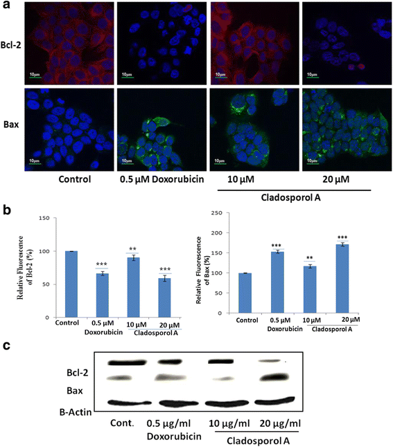 图10 Cladosporol A对MCF-7细胞Bax、Bcl-2表达的影响