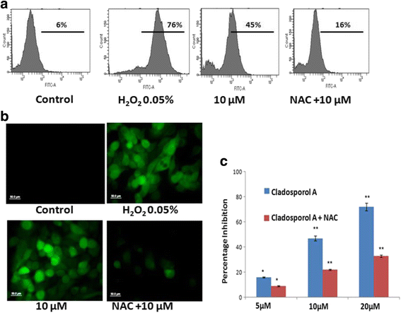 图7 Cladosporol A诱导MCF-7细胞ROS生成及NAC的逆转作用