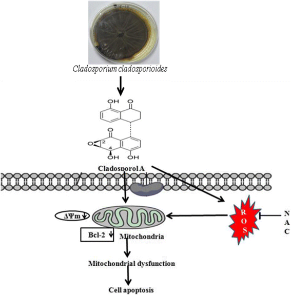 图12 Cladosporol A诱导乳腺癌细胞死亡的机制示意图