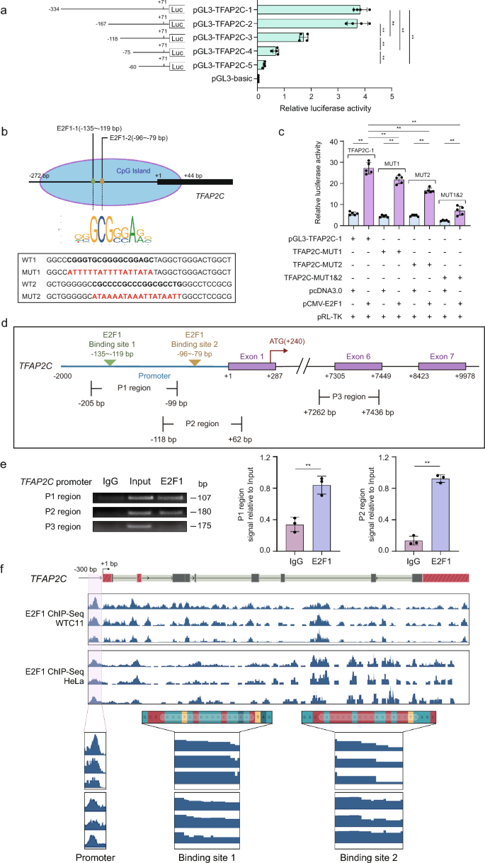 E2F1与TFAP2C启动子的结合验证