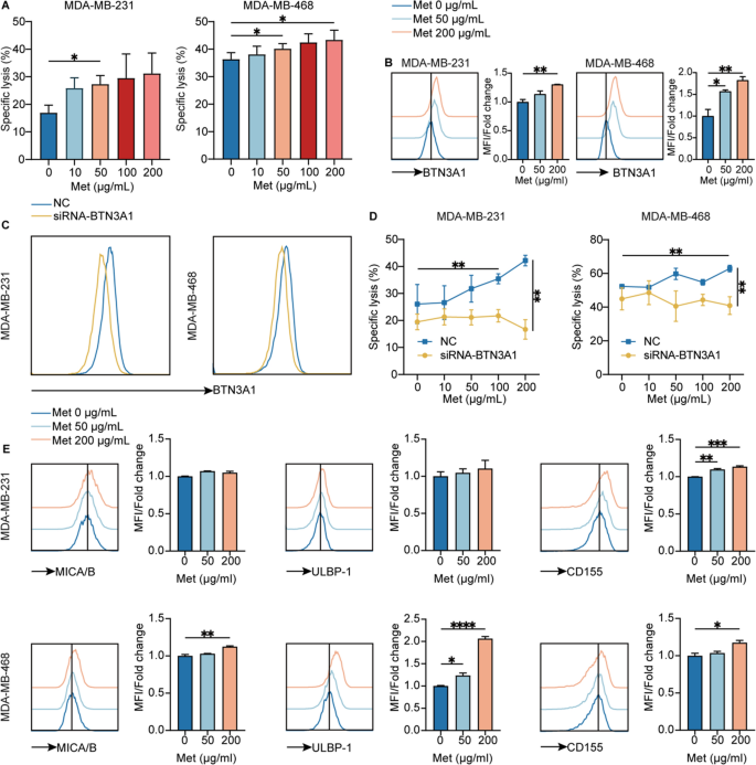 二甲双胍对TNBC细胞表面免疫配体的调控及功能验证