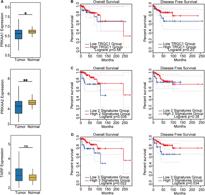 AMPK激活与γδ T细胞浸润对TNBC患者预后的影响