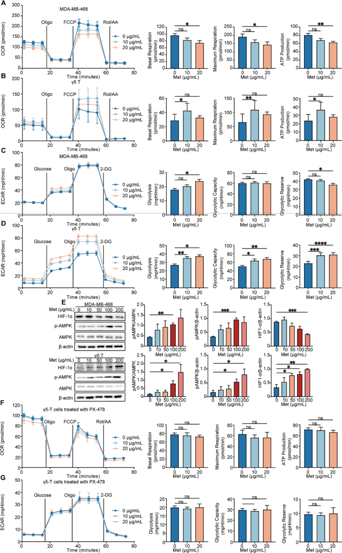二甲双胍对γδ T细胞和TNBC细胞代谢的调控及机制