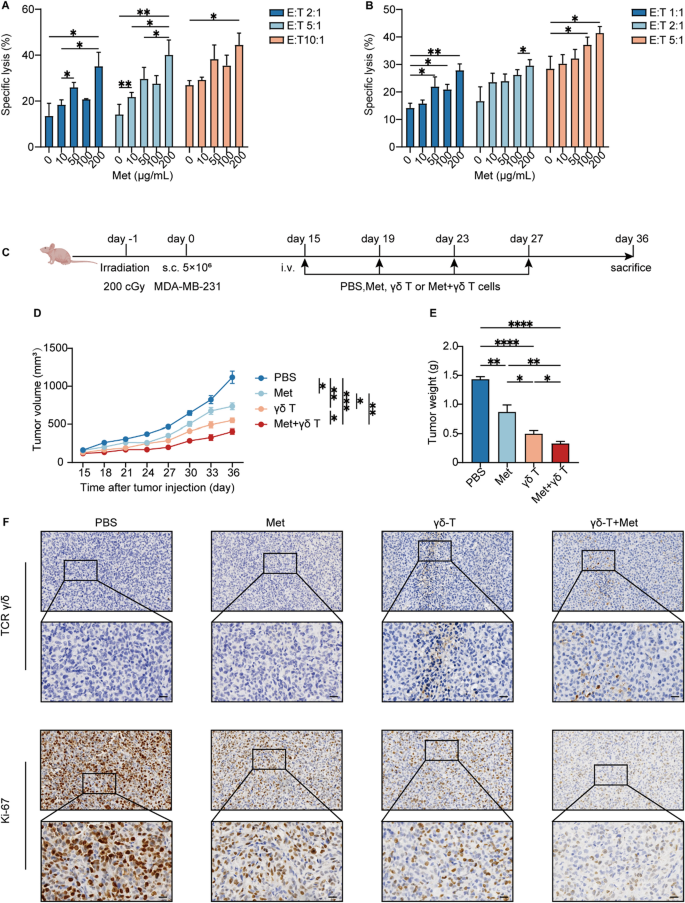 γδ T细胞扩增及异种移植模型实验设计