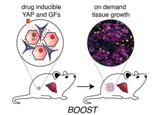 遗传BOOST策略整合组织工程与合成生物学工具,实现体内肝脏按需生长