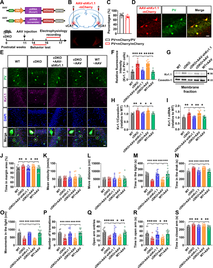 Fig4 遗传学敲低Kv1.1逆转PS cDKO小鼠焦虑行为