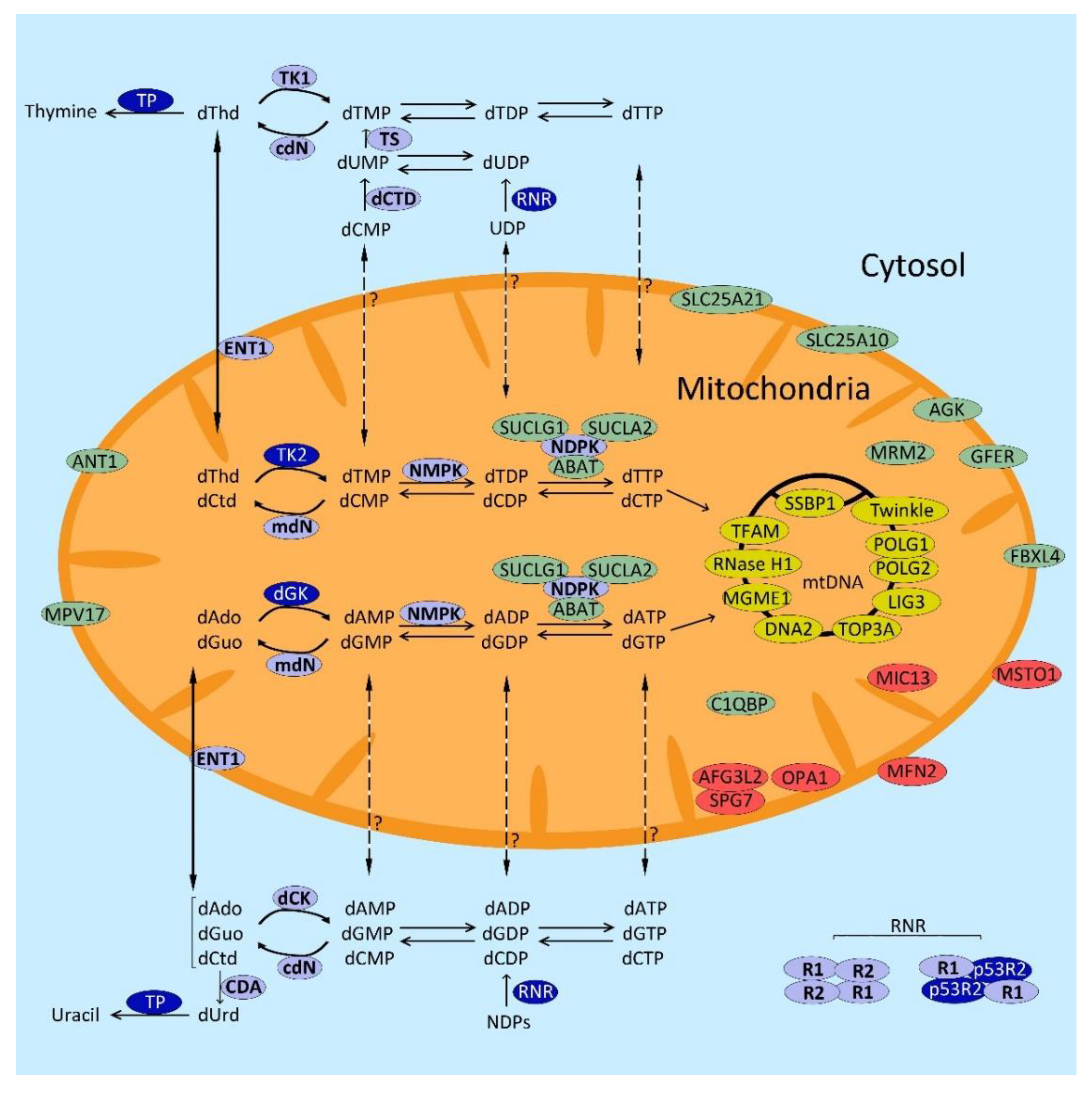 Nrf2/Slc7a11抗氧化通路调控示意图