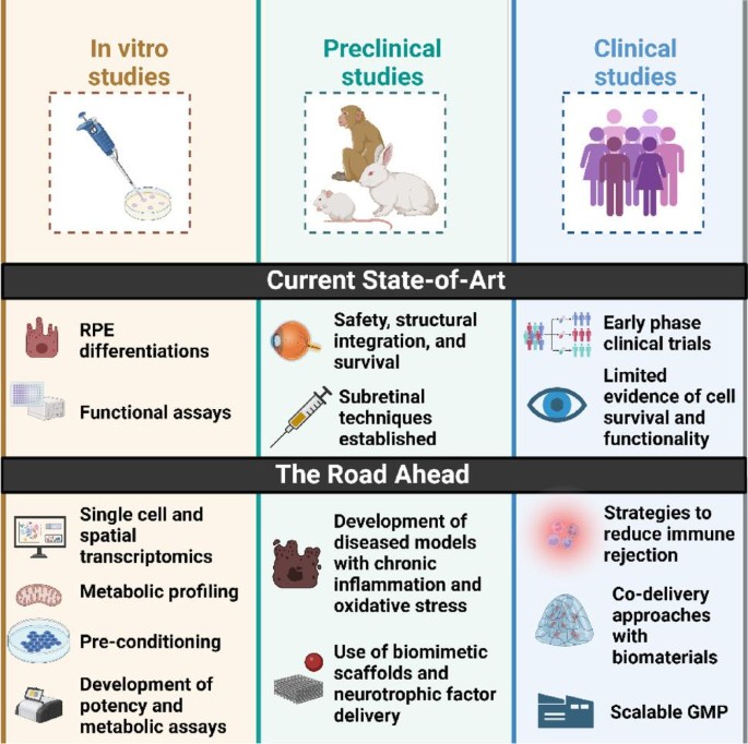 Graphical Abstract：干细胞来源视网膜色素上皮治疗的转化瓶颈，从实验室到临床面临规模化生产、免疫排斥、氧化应激、整合不足等挑战，需通过代谢调控、免疫调节、微环境优化等策略解决