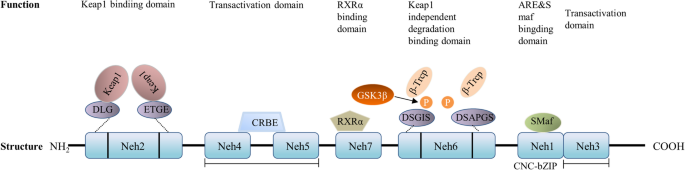 Nrf2蛋白的基本结构与功能示意图