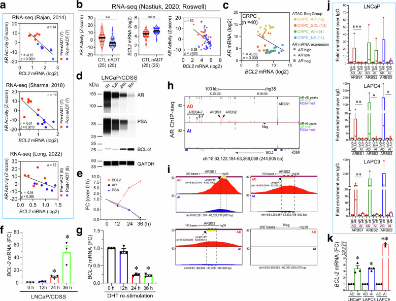 Fig.5 AR对BCL-2的转录抑制机制