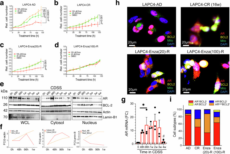 Fig.4 LAPC4模型中AR胞质定位与BCL-2上调的关联