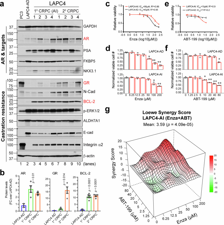 Fig.6 LAPC4类器官中BCL-2抑制剂的治疗敏感性