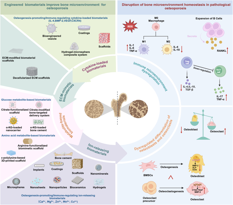 Targeting the osteoporotic bone microenvironment: Mechanistic insight ...