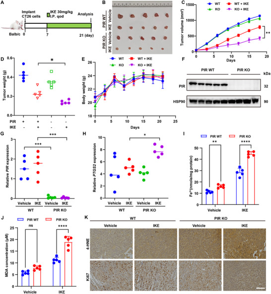 Figure 3:PIR敲低增强体内CRC对铁死亡诱导剂的敏感性