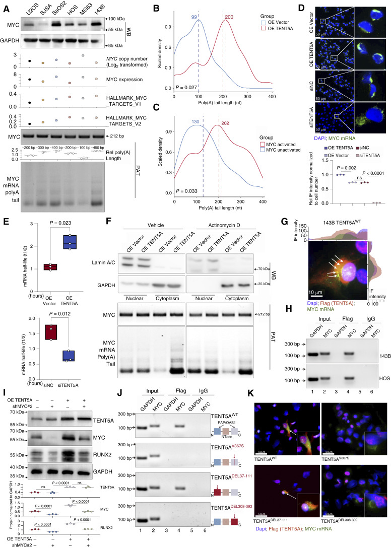 图3 TENT5A介导的细胞质多聚腺苷化稳定骨肉瘤中的MYC mRNA