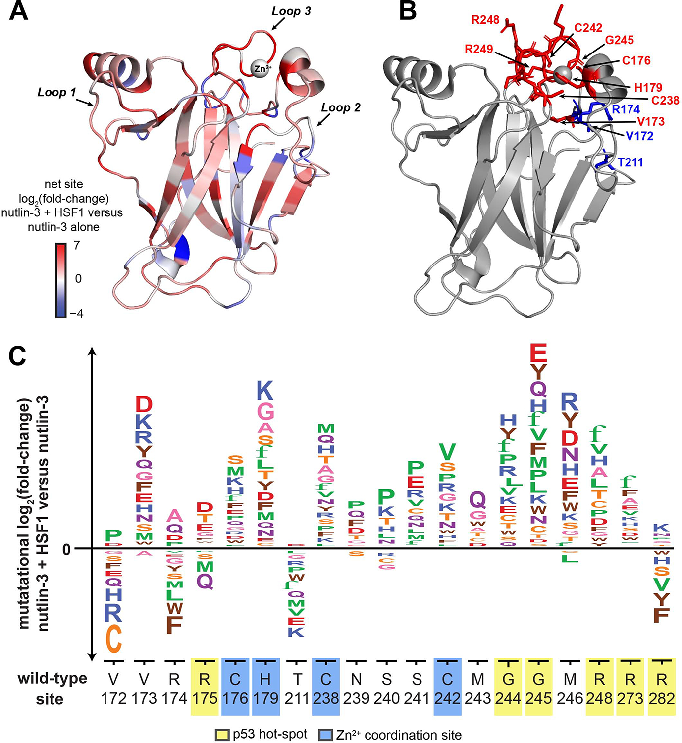 Figure 3: p53 DBD区域突变的结构分析