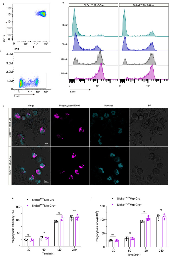 Fig. 4 Slc8a1敲除对中性粒细胞吞噬功能的影响