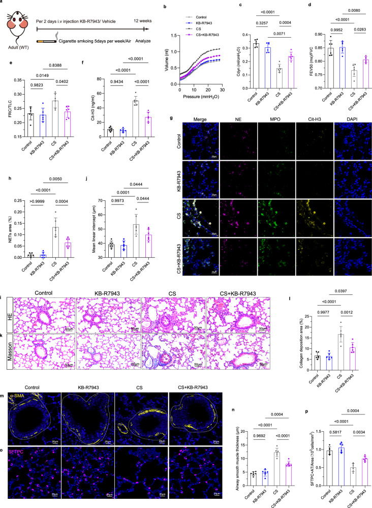 Fig. 8 KB-R7943对COPD的治疗效果