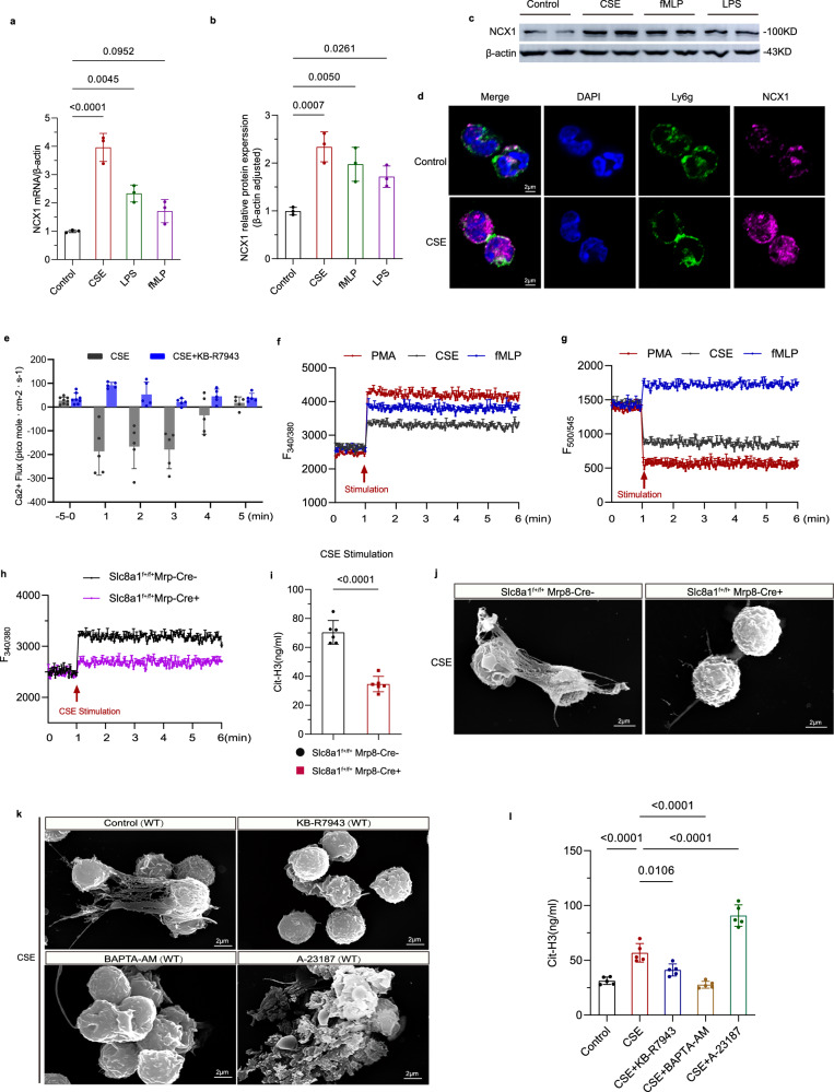 Fig. 7 NCX1反向模式调控钙内流与NET形成的机制