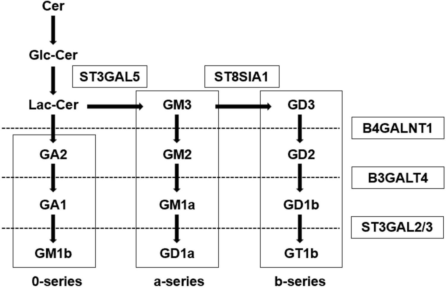 神经母细胞瘤全切片免疫组化GD2染色图