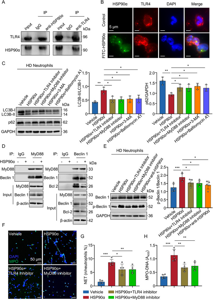 图6 eHSP90α通过TLR4/MyD88/Beclin1通路调控自噬与NET形成