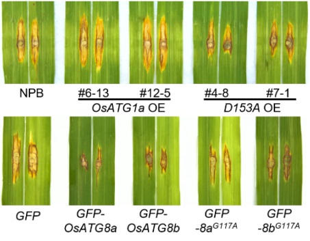 OsATG1和OsATG8不依赖经典自噬途径调控ROP GTPases介导的免疫。中国农科院供图