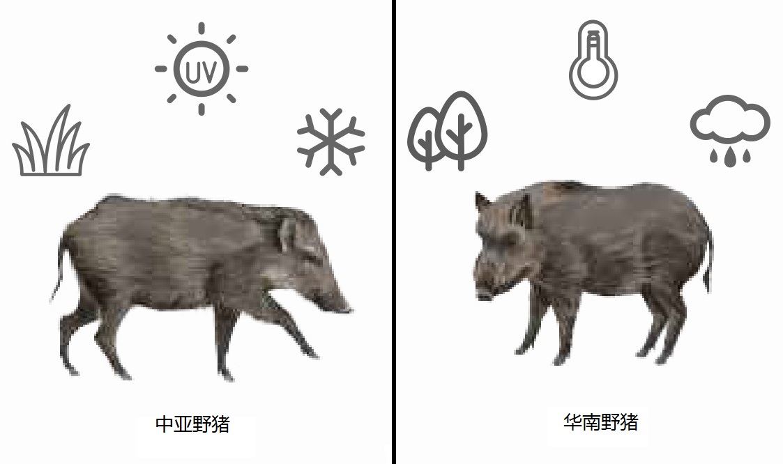 从中亚到华南，野猪适应了不同的生存环境。中国农科院供图