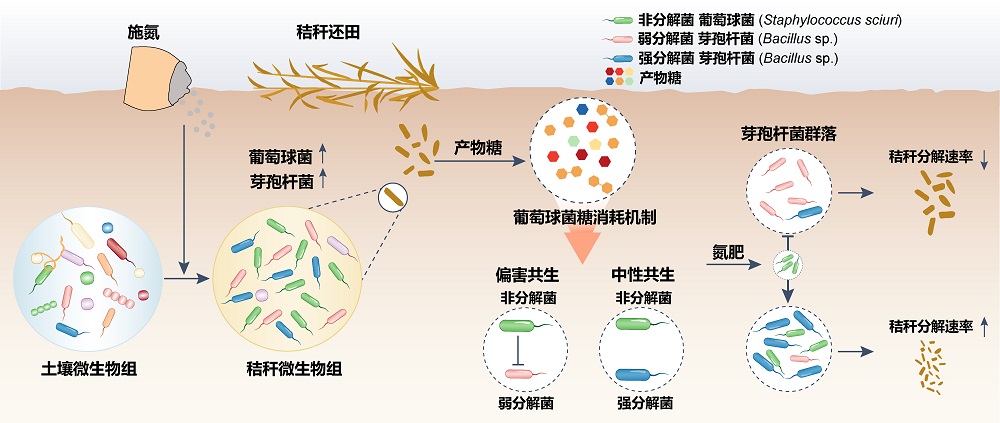 分解菌和非分解菌的互作机制及其对秸秆分解的影响。中国农科院供图