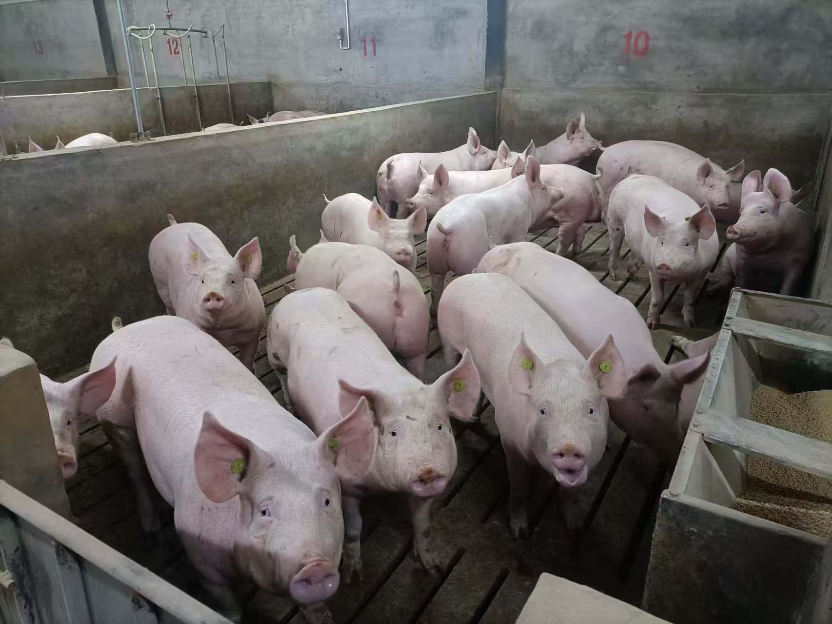 图为约克夏猪。受访者 供图