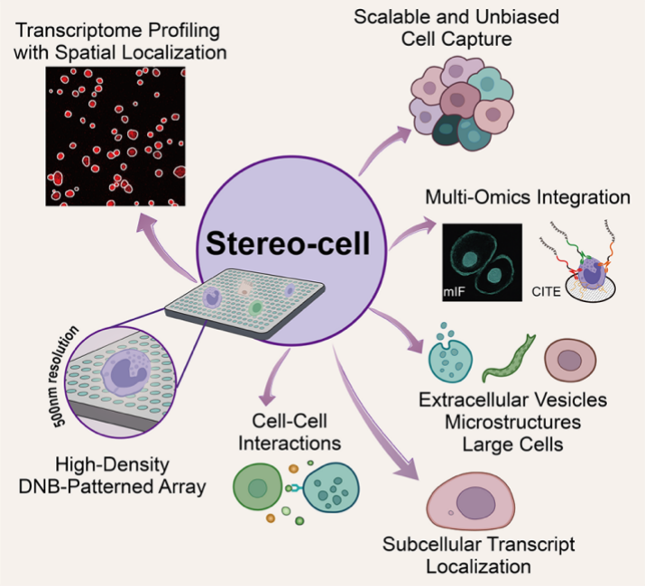 Stereo-cell技术特点总结。研究团队供图