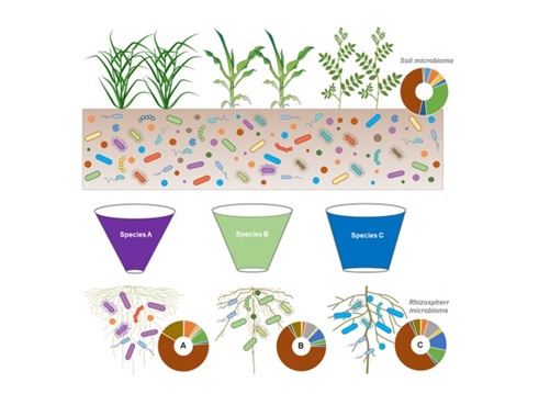 根际微生物与根功能属性互作的双向特性。申建波供图