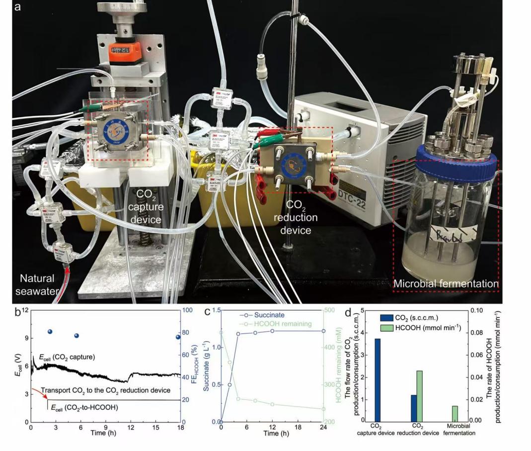 电催化+生物催化的集成系统。研究团队供图