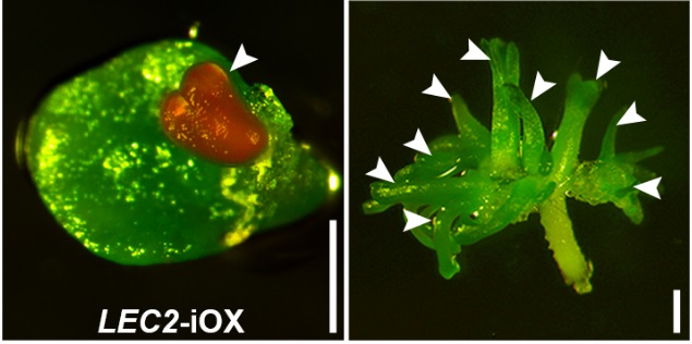 箭头所指为叶表皮细胞诱导后形成的体细胞胚。山东农大供图