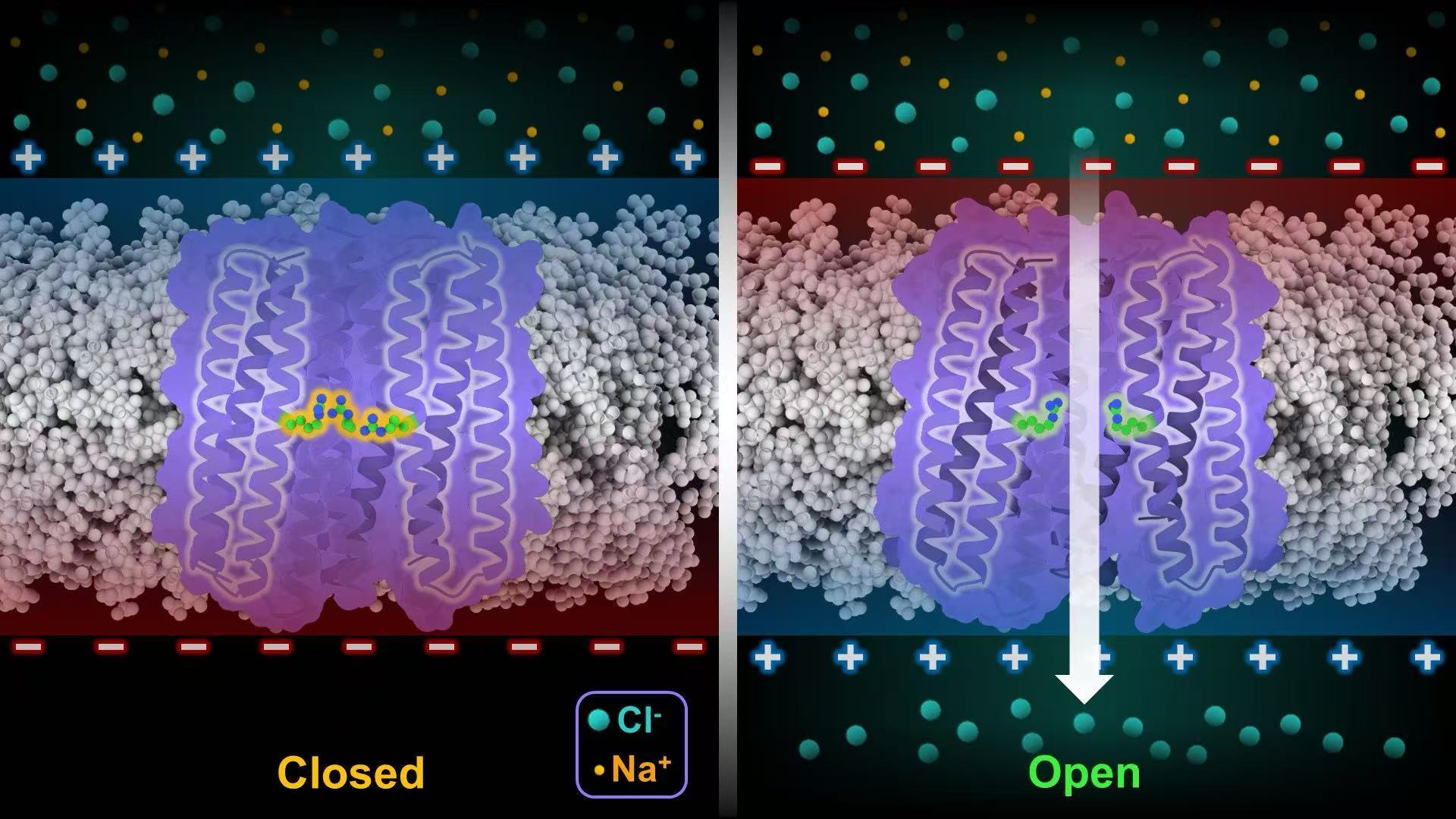 西湖大学科研团队首次实现电压门控阴离子通道的精确从头设计。西湖大学供图