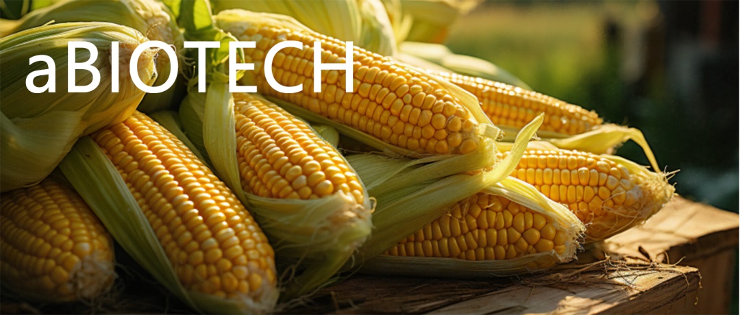 玉米。aBIOTECH供图