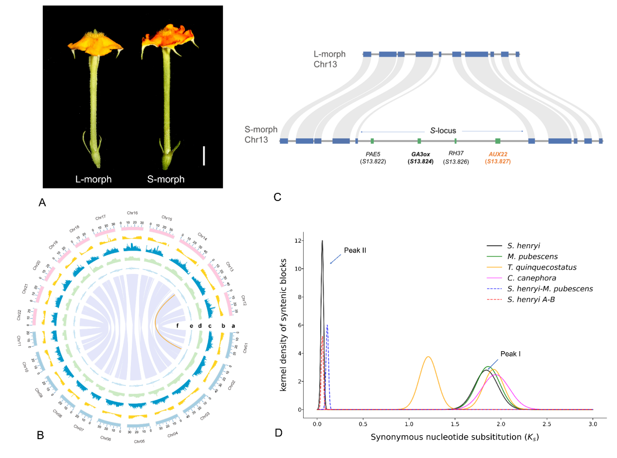 A.裂果金花、长柱型花与短柱型花；B.短柱型基因组Circos图；C.半合子位点基因结构示意图；D.裂果金花与近缘物种旁系同源基因的Ks分布分析。研究团队供图