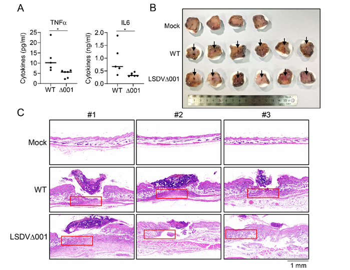 LSDV001蛋白。兰州兽医所供图。
