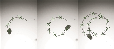 生物混合型AggreBot运动特性。图片来源：美国卡内基梅隆大学工程学院